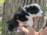 BTF-4, a female Australian Shepherd for sale in Blooming Prairie, MN – 2 of 3