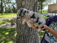 BMM-3, a male Australian Shepherd for sale in Blooming Prairie, MN – 2 of 3