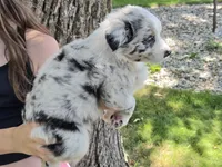 BMF-6, a female Australian Shepherd for sale in Blooming Prairie, MN – 2 of 3