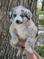 BMF-6, a female Australian Shepherd for sale in Blooming Prairie, MN – 1 of 3