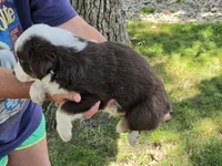 RTM-1, a male Australian Shepherd for sale in Blooming Prairie, MN – 3 of 3