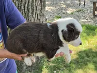 RTM-1, a male Australian Shepherd for sale in Blooming Prairie, MN – 2 of 3