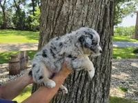 BMF-7, a female Australian Shepherd for sale in Blooming Prairie, MN – 3 of 3