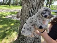 BMM-2, a male Australian Shepherd for sale in Blooming Prairie, MN – 3 of 3