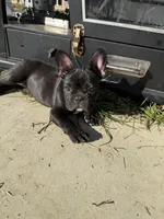 Lucy, a female French Bulldog for sale in Sumter, SC – Photo 2 of 5