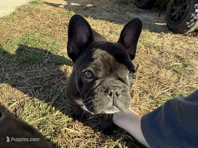 Lucy, a female French Bulldog for sale in Sumter, SC – Photo 1 of 5