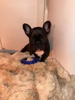 Lucy, a female French Bulldog for sale in Sumter, SC – Photo 3 of 5