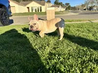 Lucy, a female French Bulldog for sale in Sumter, SC – Photo 4 of 5