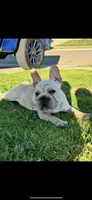 Bell, a female French Bulldog for sale in Sumter, SC – Photo 3 of 4