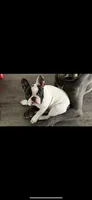 Bell, a female French Bulldog for sale in Sumter, SC – Photo 4 of 4