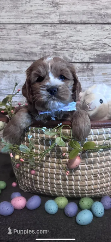 Beau – Cockapoo puppy for sale in Assumption, IL
