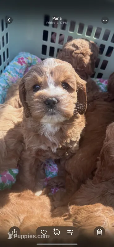 Beau – Cockapoo puppy for sale in Assumption, IL