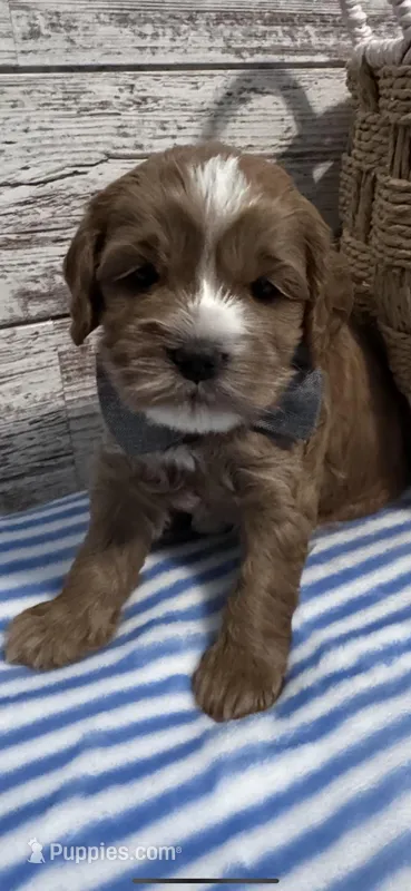 Beau – Cockapoo puppy for sale in Assumption, IL