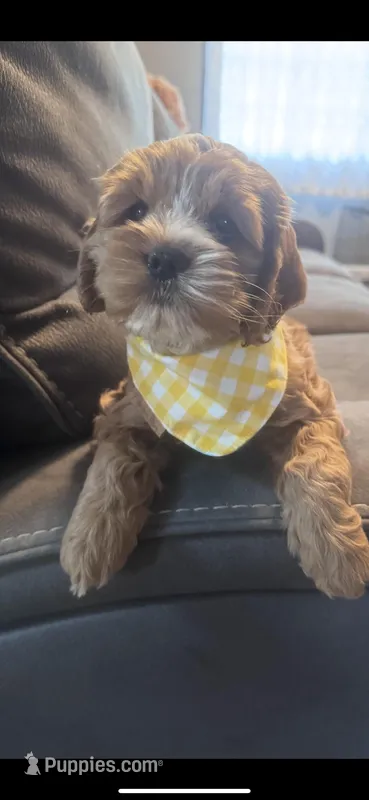 Beau – Cockapoo puppy for sale in Assumption, IL