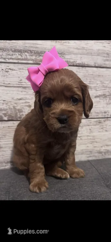 Birdie – Cockapoo puppy for sale in Assumption, IL