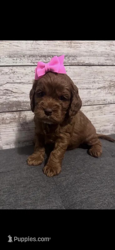 Bonnie – Cockapoo puppy for sale in Assumption, IL