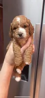 Buster, a male Cockapoo for sale in Assumption, IL – Photo 2 of 2