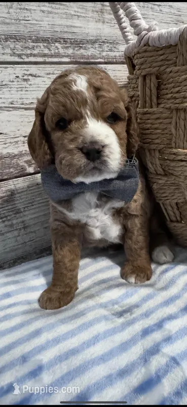 Buster – Cockapoo puppy for sale in Assumption, IL