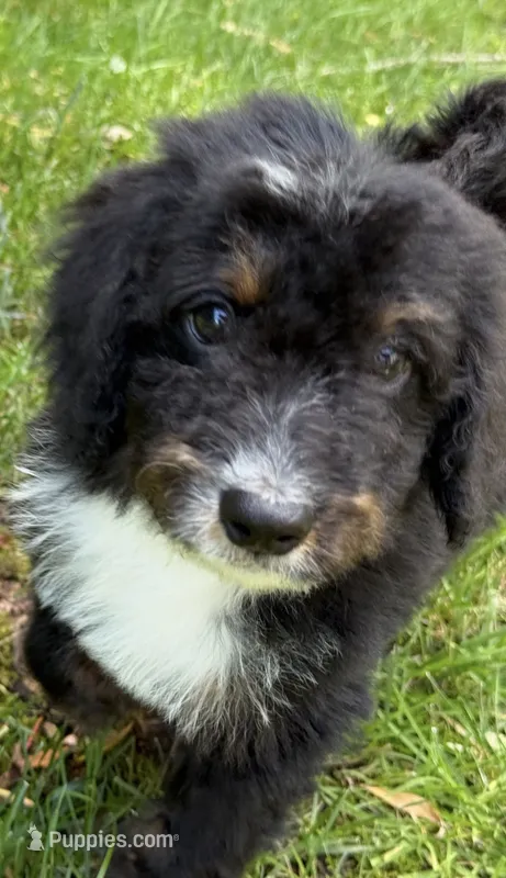 Mav – Bernedoodle puppy for sale in West Berlin, NJ