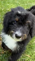 Mav, a male Bernedoodle for sale in West Berlin, NJ – 2 of 2