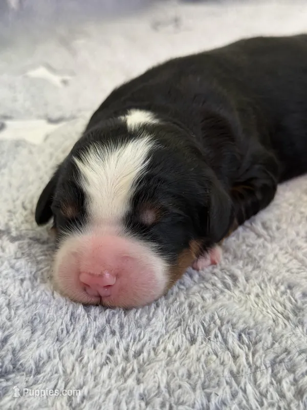 Remi – Bernedoodle puppy for sale in West Berlin, NJ