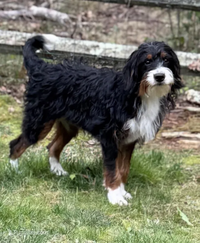 Ousa – Bernedoodle puppy for sale in West Berlin, NJ