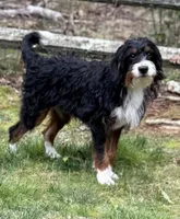 Ousa, a female Bernedoodle for sale in West Berlin, NJ – 1 of 2
