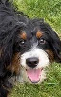Ousa, a female Bernedoodle for sale in West Berlin, NJ – 2 of 2