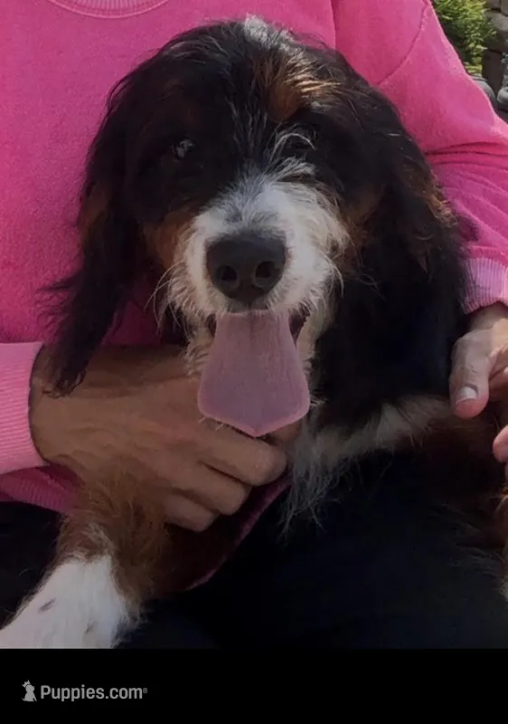 Ousa – Bernedoodle puppy for sale in West Berlin, NJ