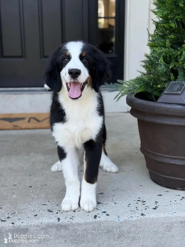 Bracco – Bernedoodle puppy for sale in West Berlin, NJ