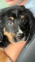 Jess, a female Bernedoodle for sale in West Berlin, NJ – Photo 1 of 2