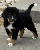 Jess, a female Bernedoodle for sale in West Berlin, NJ – Photo 2 of 2