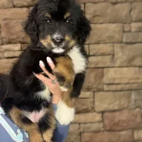 Hailey, a female Bernedoodle for sale in West Berlin, NJ – Photo 2 of 2