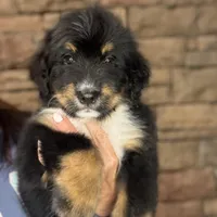 Hailey, a female Bernedoodle for sale in West Berlin, NJ – Photo 1 of 2