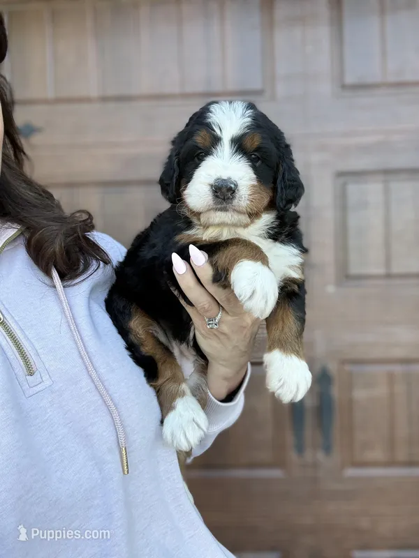 Rose  – Bernedoodle puppy for sale in West Berlin, NJ