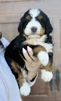 Rose , a female Bernedoodle for sale in West Berlin, NJ – Photo 2 of 2