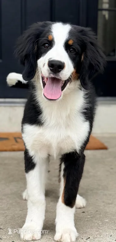 Bracco – Bernedoodle puppy for sale in West Berlin, NJ