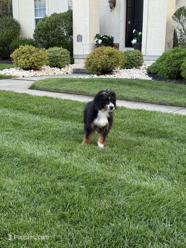 Lola – Bernedoodle puppy for sale in West Berlin, NJ