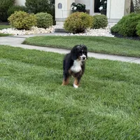 Lola, a female Bernedoodle for sale in West Berlin, NJ – Photo 3 of 3