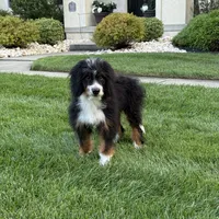 Lola, a female Bernedoodle for sale in West Berlin, NJ – Photo 1 of 3