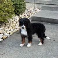 Lola, a female Bernedoodle for sale in West Berlin, NJ – Photo 2 of 3