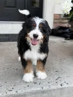 Coco, a female Bernedoodle for sale in West Berlin, NJ – Photo 1 of 2