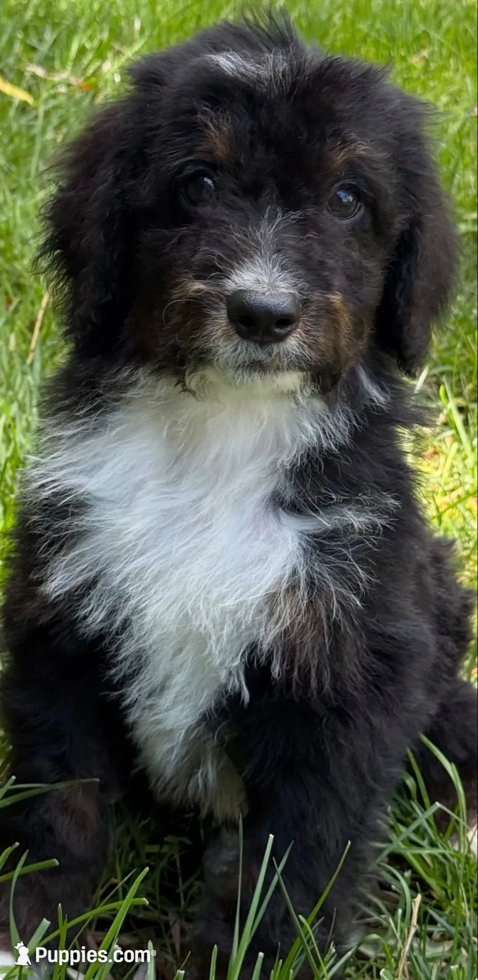 Mav, a male Bernedoodle for sale in West Berlin, NJ – 2 of 2