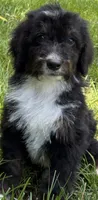 Mav, a male Bernedoodle for sale in West Berlin, NJ – 1 of 2