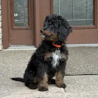 Juno, a male Goldendoodle and Bernedoodle for sale in Wolcott, IN – 2 of 6