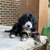 Poppy, a female Bernedoodle and Golden Mountain Doodle for sale in Wolcott, IN – 5 of 10