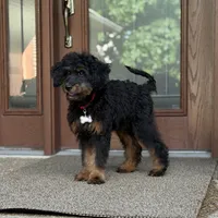Bear, a male Goldendoodle and Bernedoodle for sale in Wolcott, IN – 3 of 7