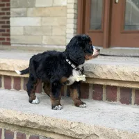 Poppy, a female Bernedoodle and Golden Mountain Doodle for sale in Wolcott, IN – 4 of 10