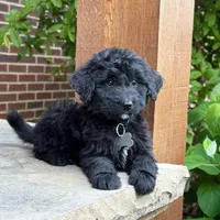 Milo, a male Goldendoodle and Golden Mountain Doodle for sale in Wolcott, IN – 2 of 7