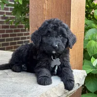 Milo, a male Goldendoodle and Golden Mountain Doodle for sale in Wolcott, IN – 1 of 7